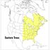 A Field Guide To Eastern Trees: Eastern United States and Canada, Including the Midwest by Janet Wehr, George Petrides & Roger Peterson