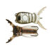 Molix Supernato Beetle Baby Lure