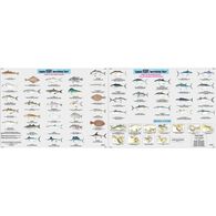 Captain Segull Species: Fishes of the North Atlantic Identification Chart