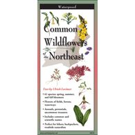 Common Wildflowers of the Northeast: FoldingGuides