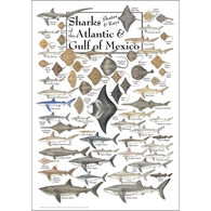 Sharks, Skates, and Rays of the Atlantic and Gulf of Mexico Poster