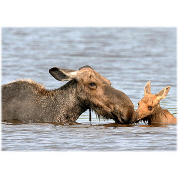 Lori A. Davis Photo Card - Cow Moose with Calf